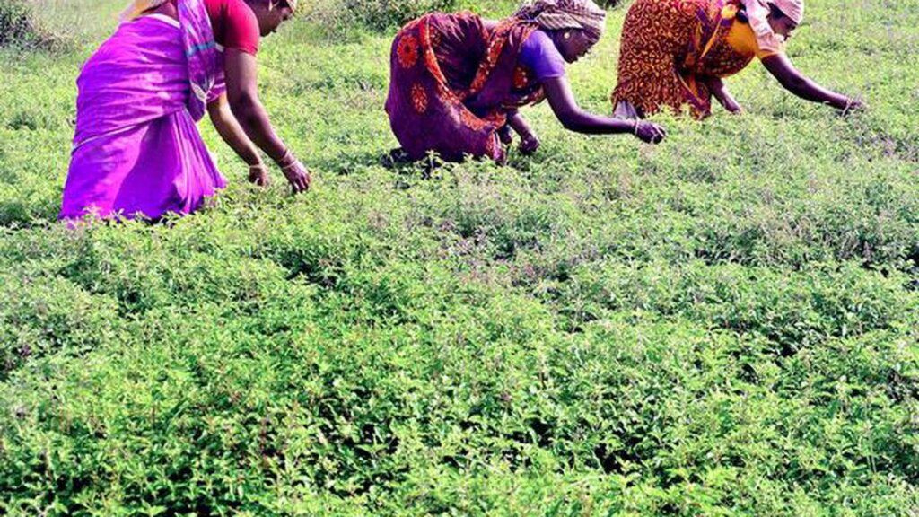 tulasi farming